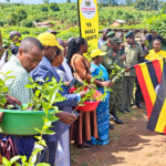 Rukiga Coffee Farmers ready for state house seedlings as planting season nears