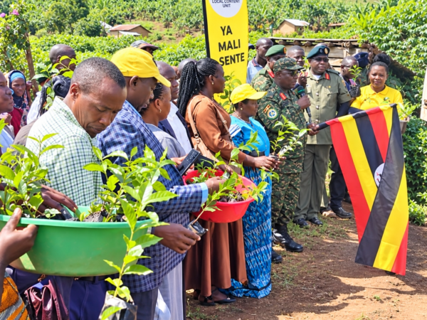 Rukiga Coffee Farmers ready for state house seedlings as planting season nears