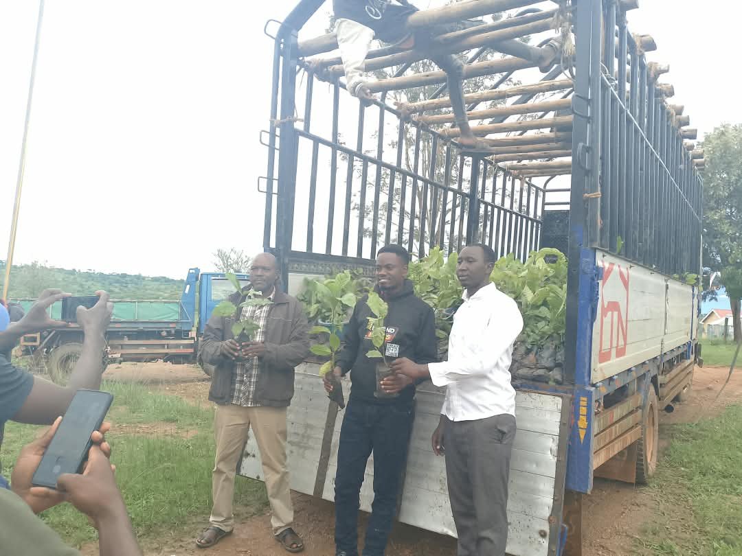 Kazo Woman MP Molly Kamukama Distributes Coffee Seedlings to Boost Household Incomes